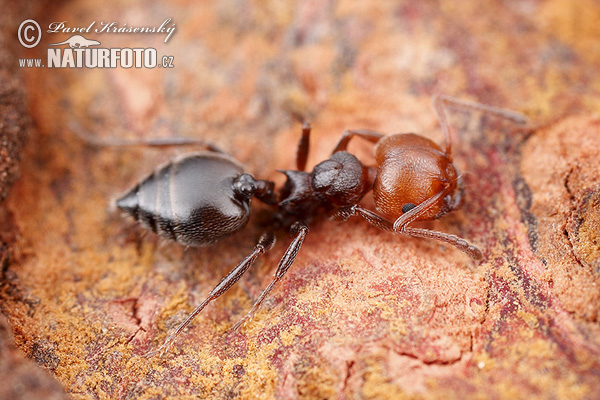 Crematogaster scutellaris