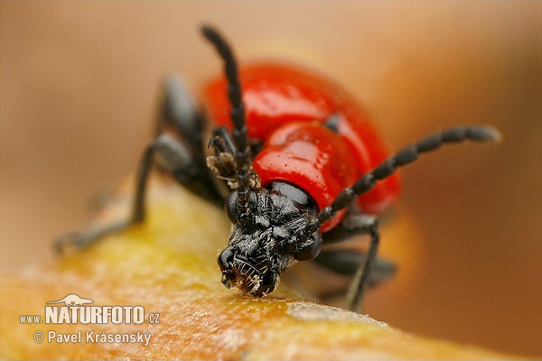 Criocera del giglio