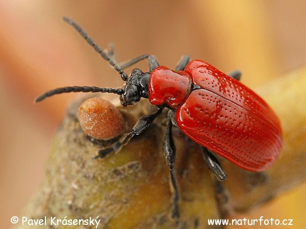 Criocera del giglio