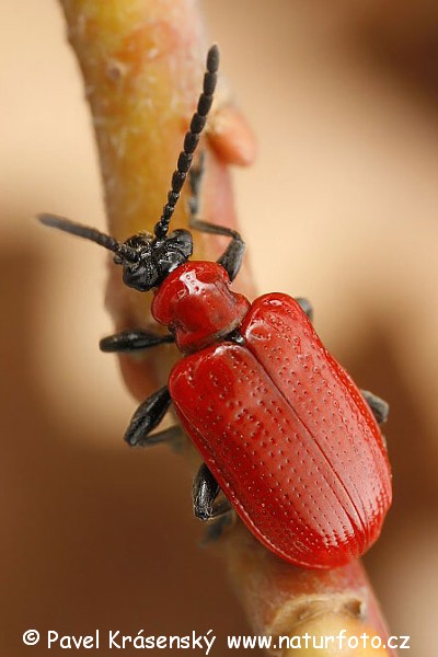 Criocera del giglio