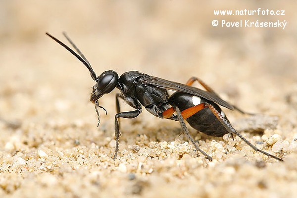 Cryptocheilus versicolor