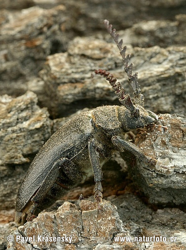 Csőszcincér