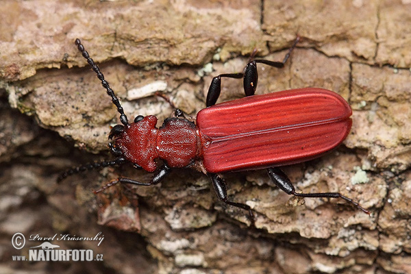 Cucujus cinnaberinus