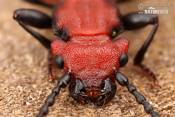 Cucujus cinnaberinus