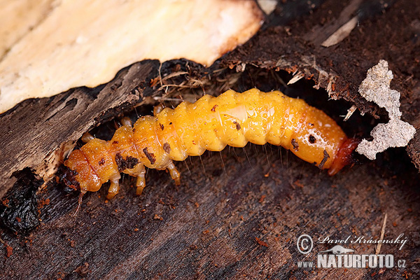 Cucujus cinnaberinus