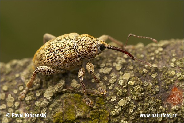 Curculio sp.