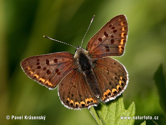 Czerwończyk uroczek