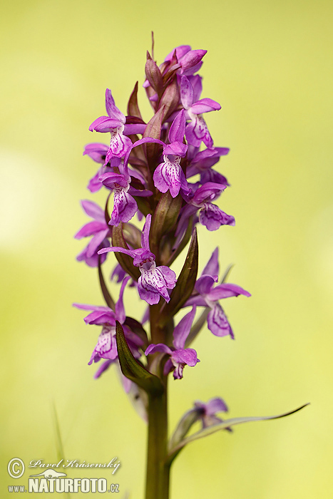 Dactylorhiza de mayo