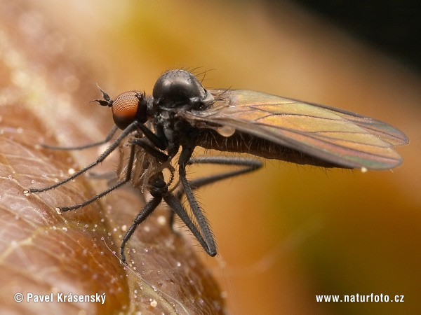 Dance Fly (Bicellaria sp.)