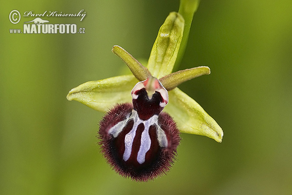 Dark Early Spider Orchid (Ophrys incubacea)