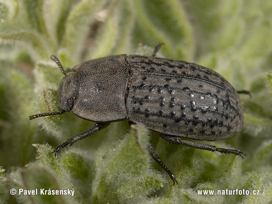 Darkling Beetle (Opatrum sabulosum)