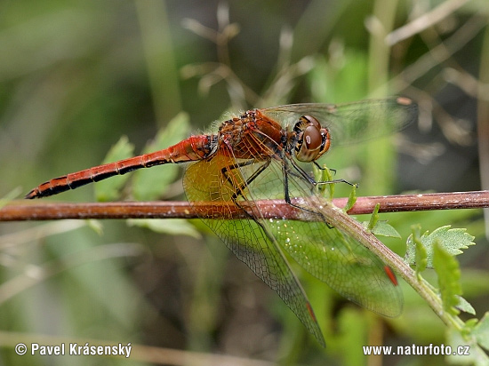 Darter amarillo