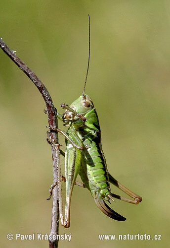 Decticelle bariolée