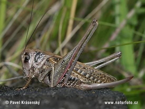 Decticus verrucivorus