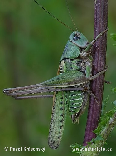 Decticus verrucivorus