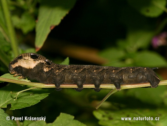 Deilephila porcellus