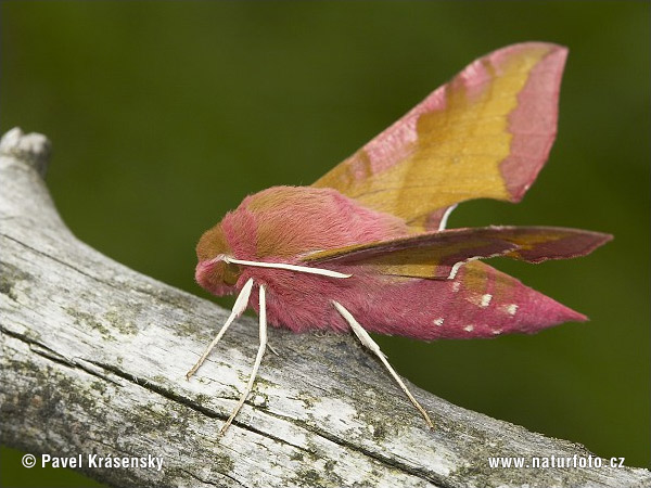 Deilephila porcellus