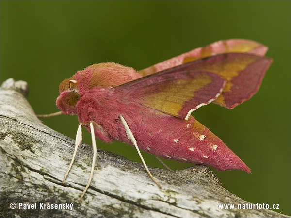 Deilephila porcellus