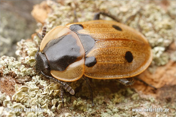 Dendroxena quadrimaculata