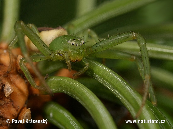 Diaea dorsata