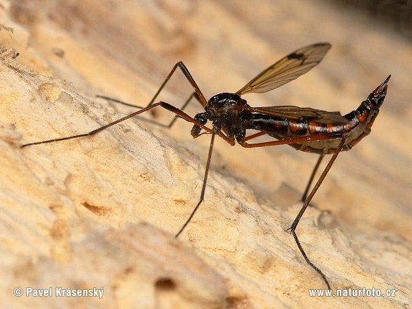 Dictenidia bimaculata