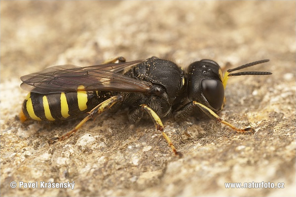 Digger Wasp (Ectemnius ruficornis)