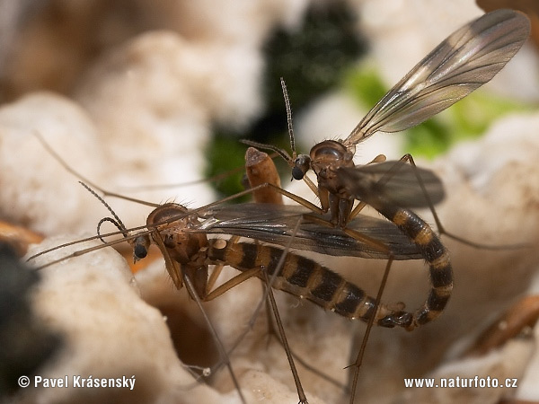 Ditomyia fasciata