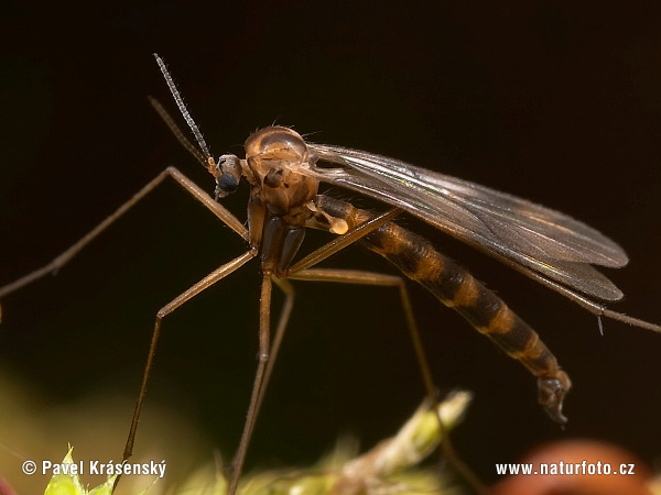 Ditomyia fasciata