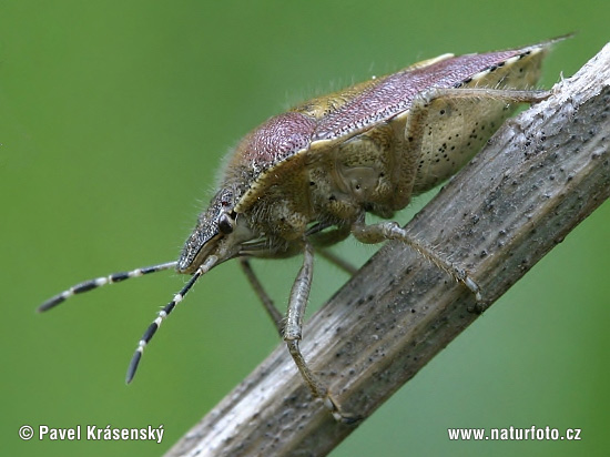 Dolycoris baccarum