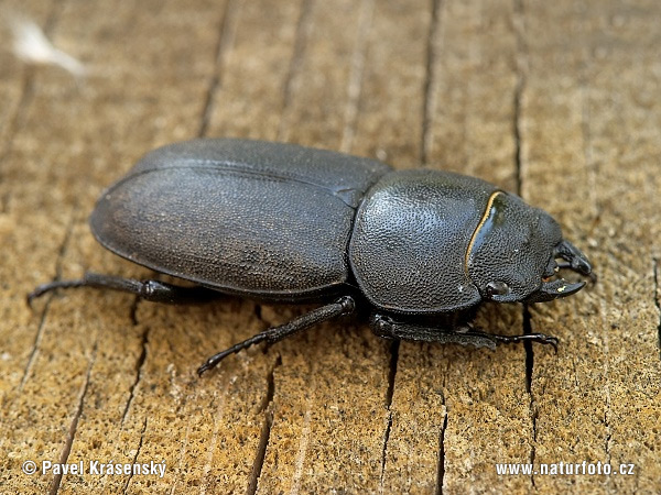 Dorcus parallelopipedus