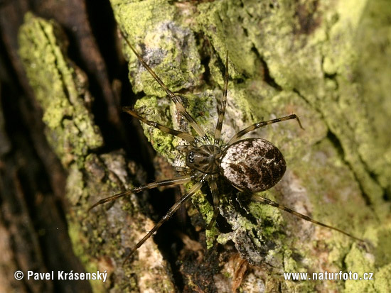 Drapetisca socialis