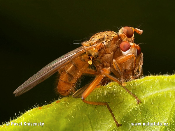 Dryomyza flaveola