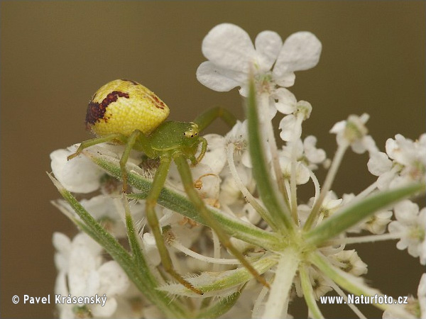 Ebrechtella tricuspidata