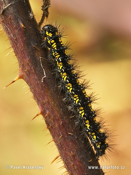 Écaille rouge