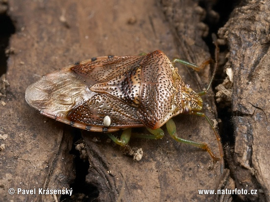 Elasmucha grisea