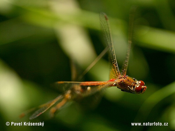 ellow winged Darter