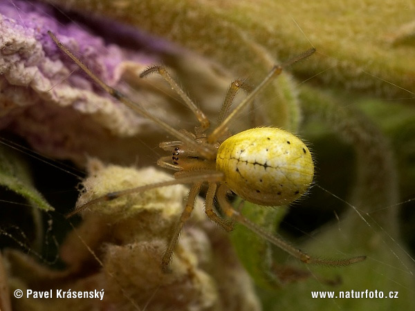 Enoplognatha ovata