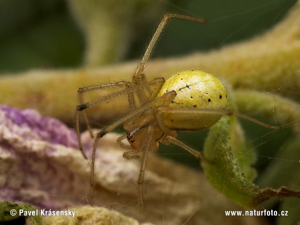 Enoplognatha ovata