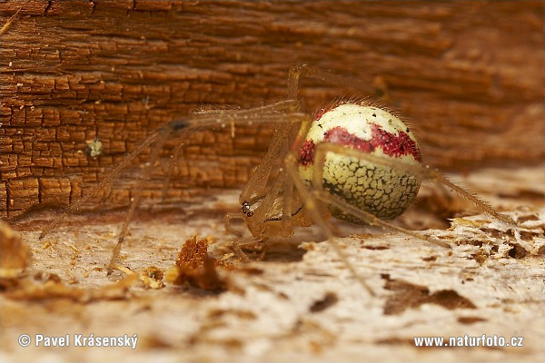 Enoplognatha sp.