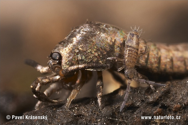 Entomobrya multifasciata on Machilidae sp.