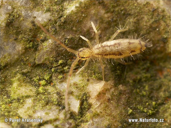 Entomobrya muscorum