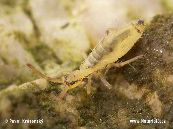 Entomobrya muscorum