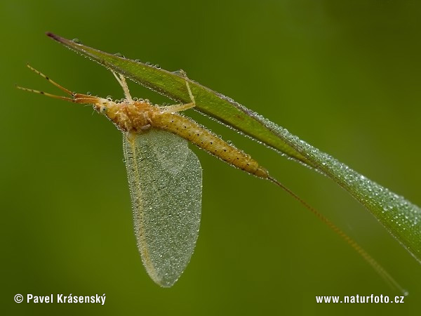 Ephemeroptera