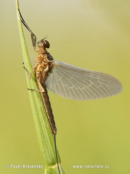 Ephemeroptera