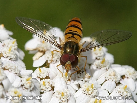 Episyrphus balteatus