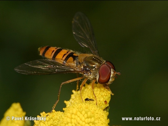 Episyrphus balteatus