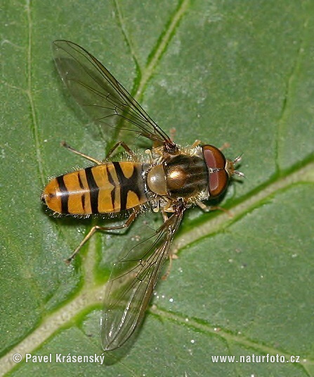 Episyrphus balteatus