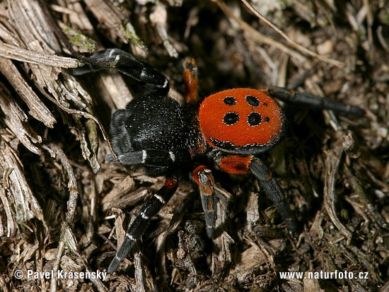 Eresus ruficapillus