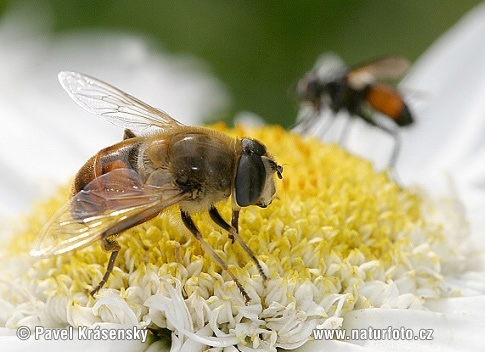 Eristalis tenax