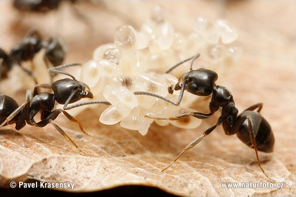 Erratic ant (Tapinoma erraticum)